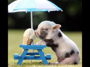pig-icecream